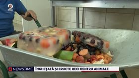 VIDEO Înghețată și dușuri reci pentru animalele de la grădinile zoologice în zilele caniculare